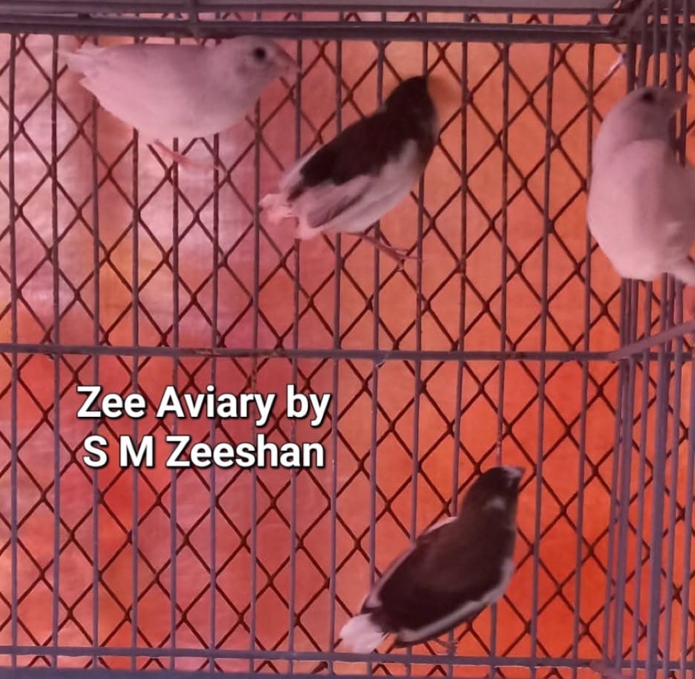 Bengalese Finches