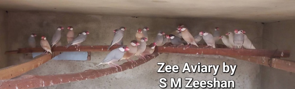 Java Sparrows